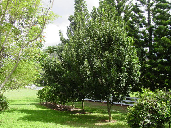 Macadamia Nuts trees