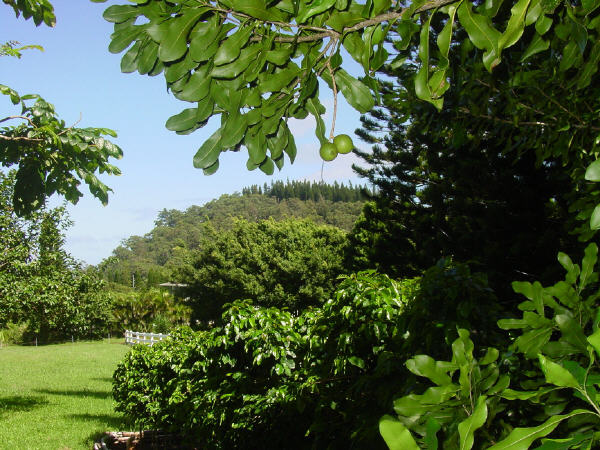 Macadamia Nuts tree
