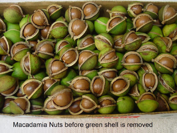 Macadamia Nuts in green shell